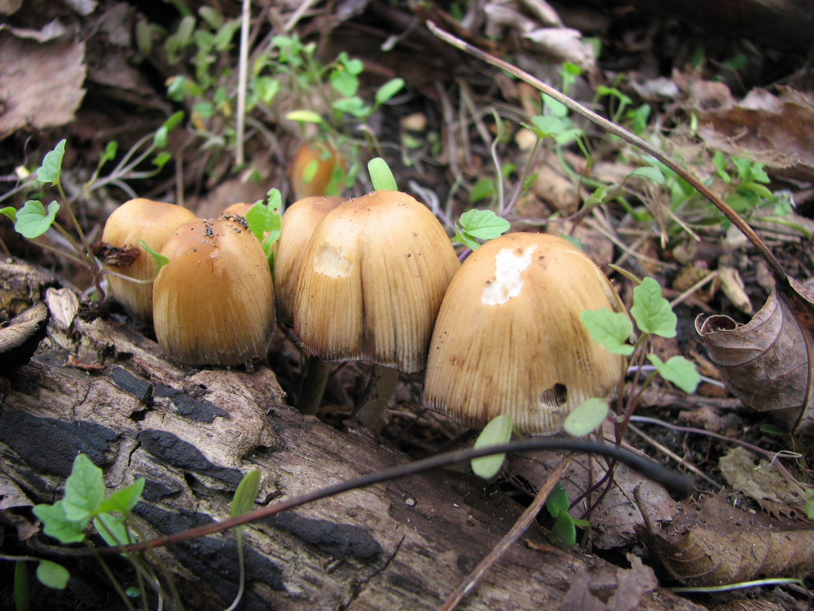 20070505123914 Inky Cap (Coprinus atramentarius) - Oakland Co.JPG