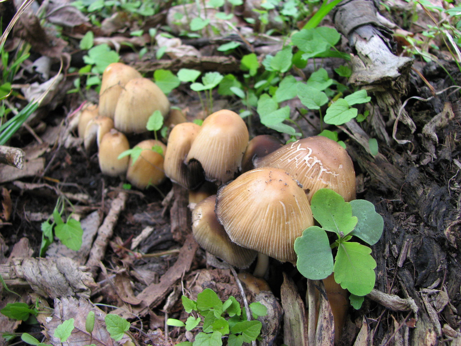 20070505124017 Inky Cap (Coprinus atramentarius) - Oakland Co.JPG