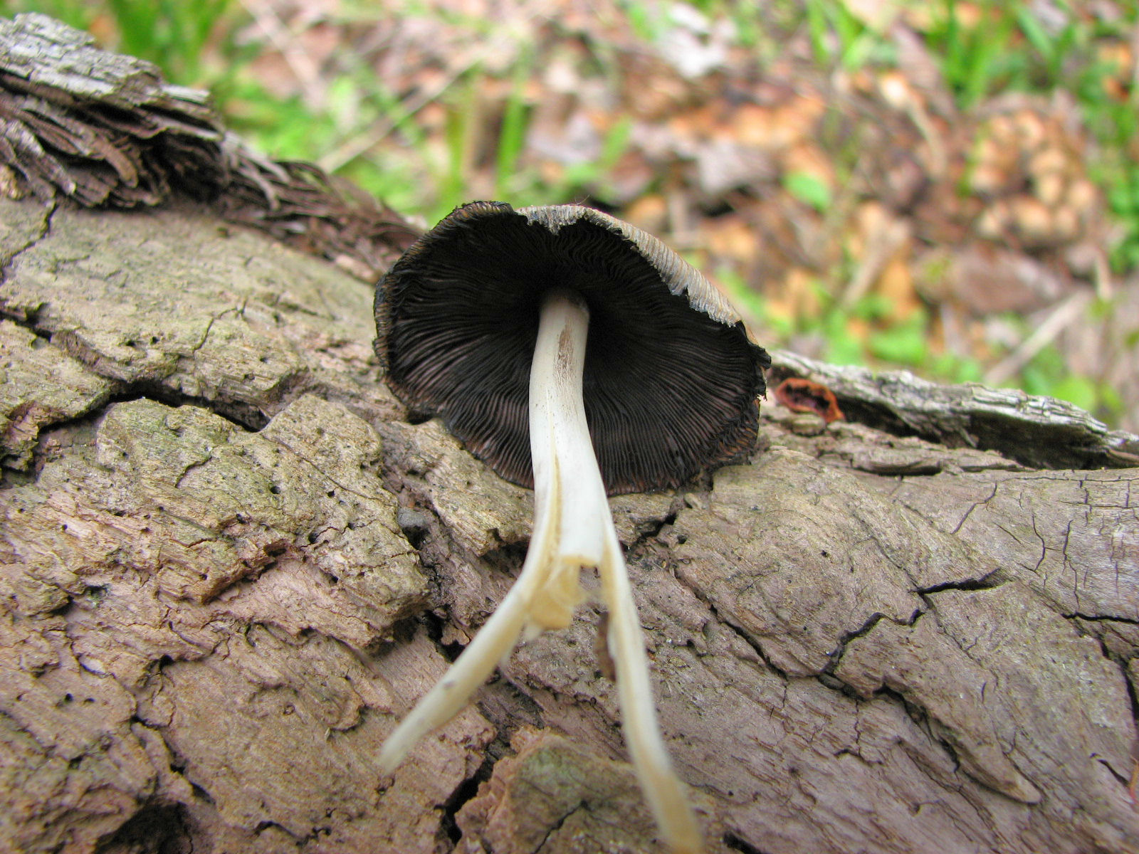 20070505124020 Inky Cap (Coprinus atramentarius) - Oakland Co.JPG