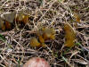 200511130645 Common Jelly Baby (Leotia lubrica) - Isabella Co.jpg