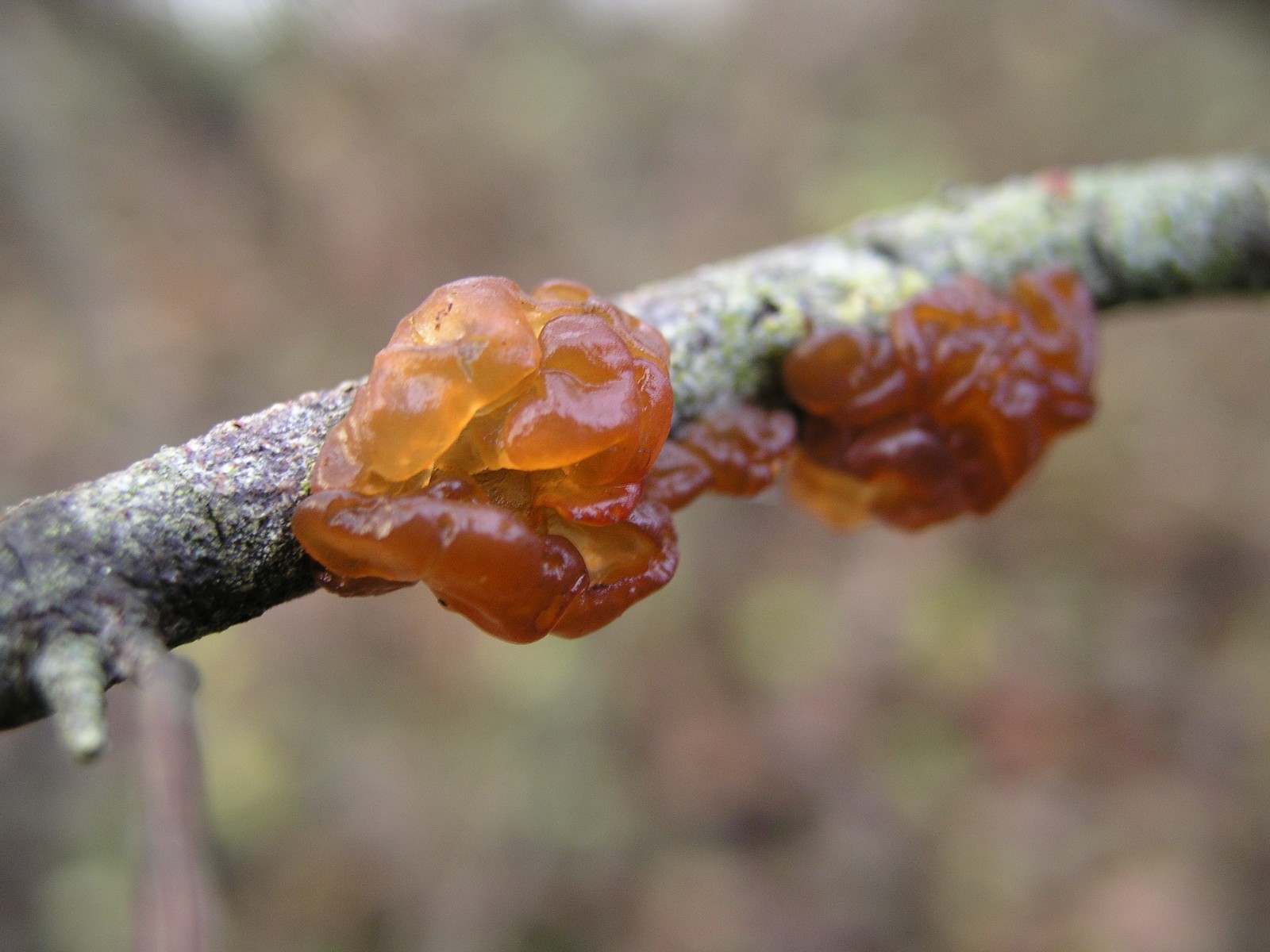 200611093281 Amber jelly roll fungus (Exidia recisa) - Oakland Co.JPG