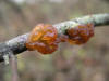 200611093281 Amber jelly roll fungus (Exidia recisa) - Oakland Co.JPG