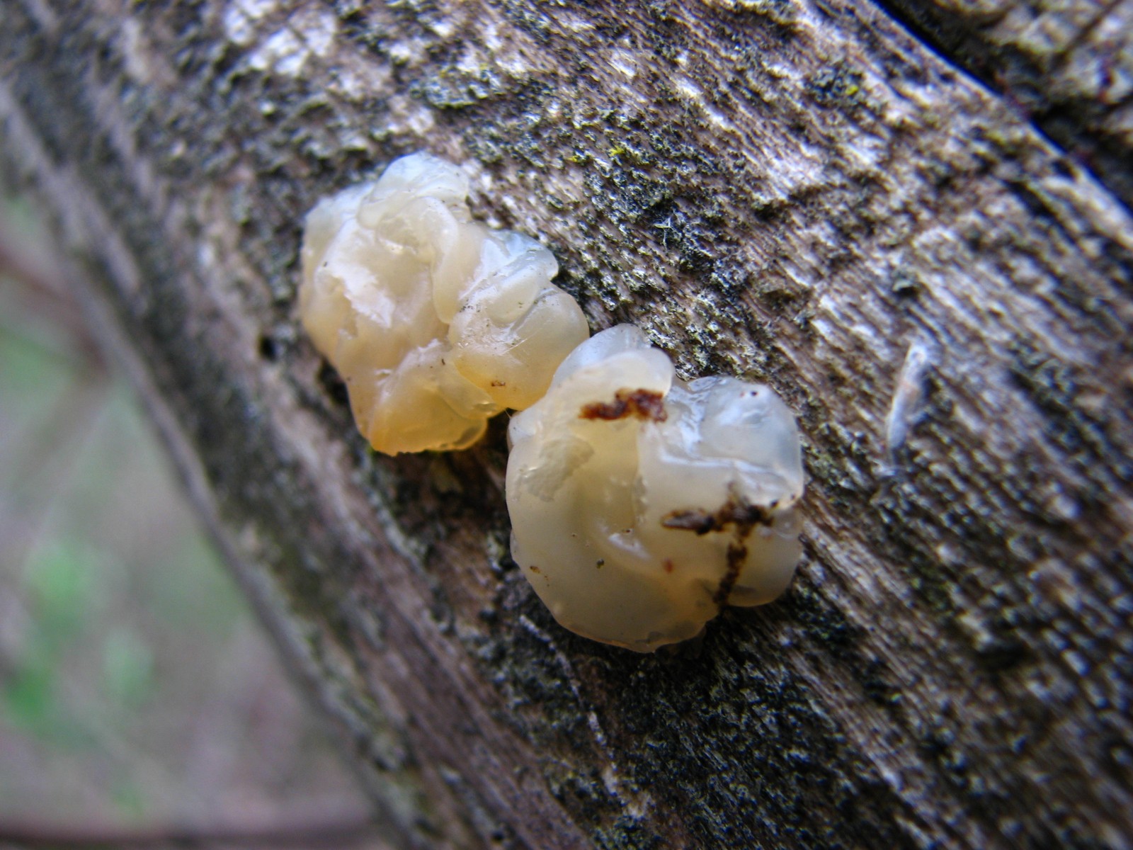 20100408162608 Amber jelly roll fungus (Exidia recisa) - Bald Mountain RA, Oakland Co, MI.JPG