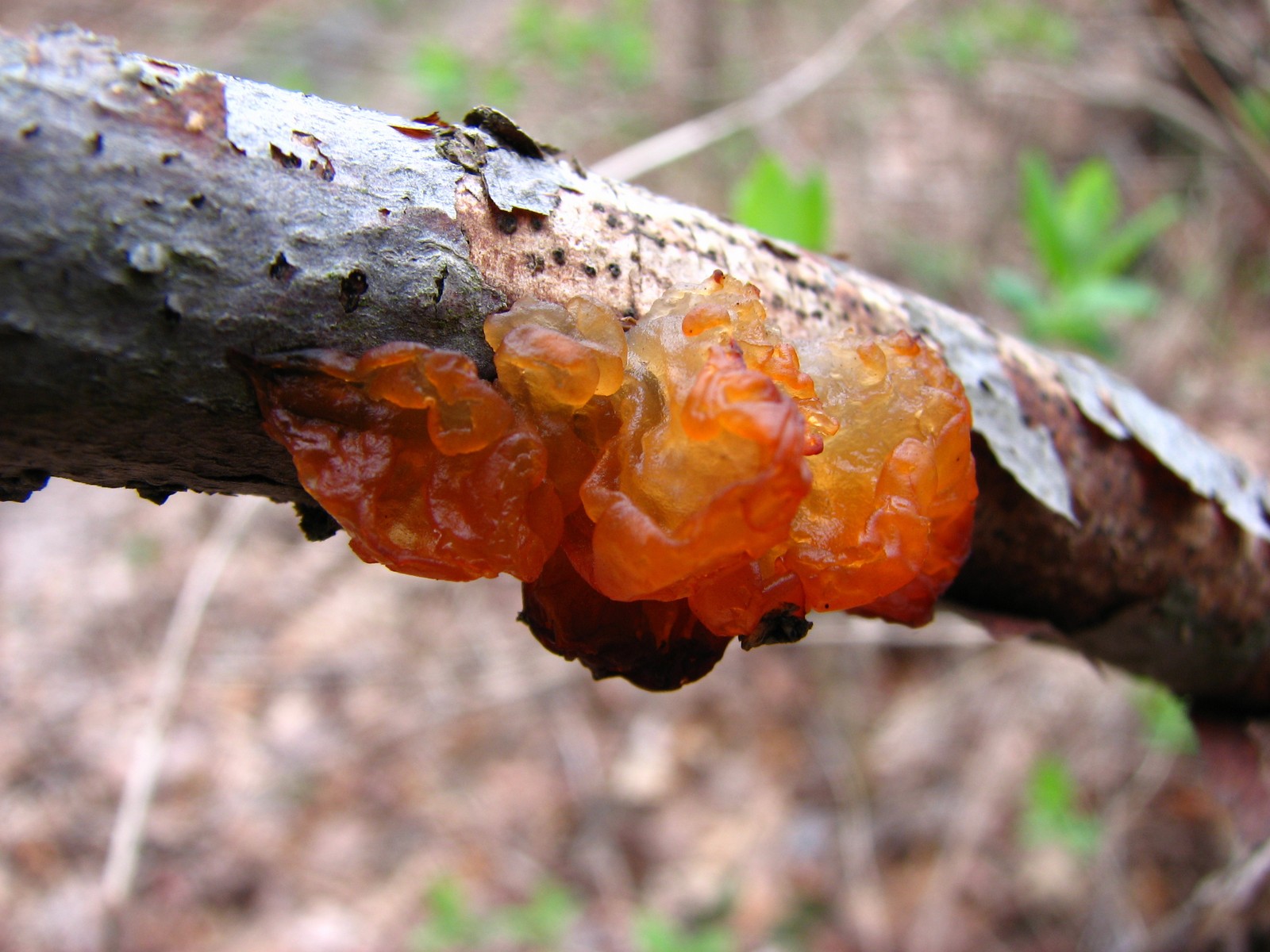 20100408164729 Amber jelly roll fungus (Exidia recisa) - Bald Mountain RA, Oakland Co, MI.JPG