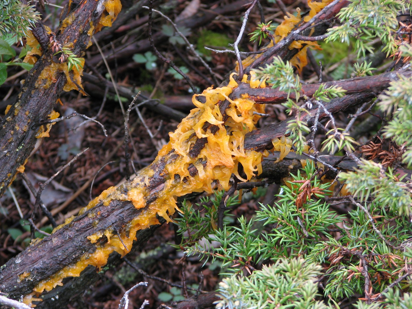 200905281400140 Jelly Fungus (Dacryopinax spathularia) - Misery Bay NP, Manitoulin Island.JPG