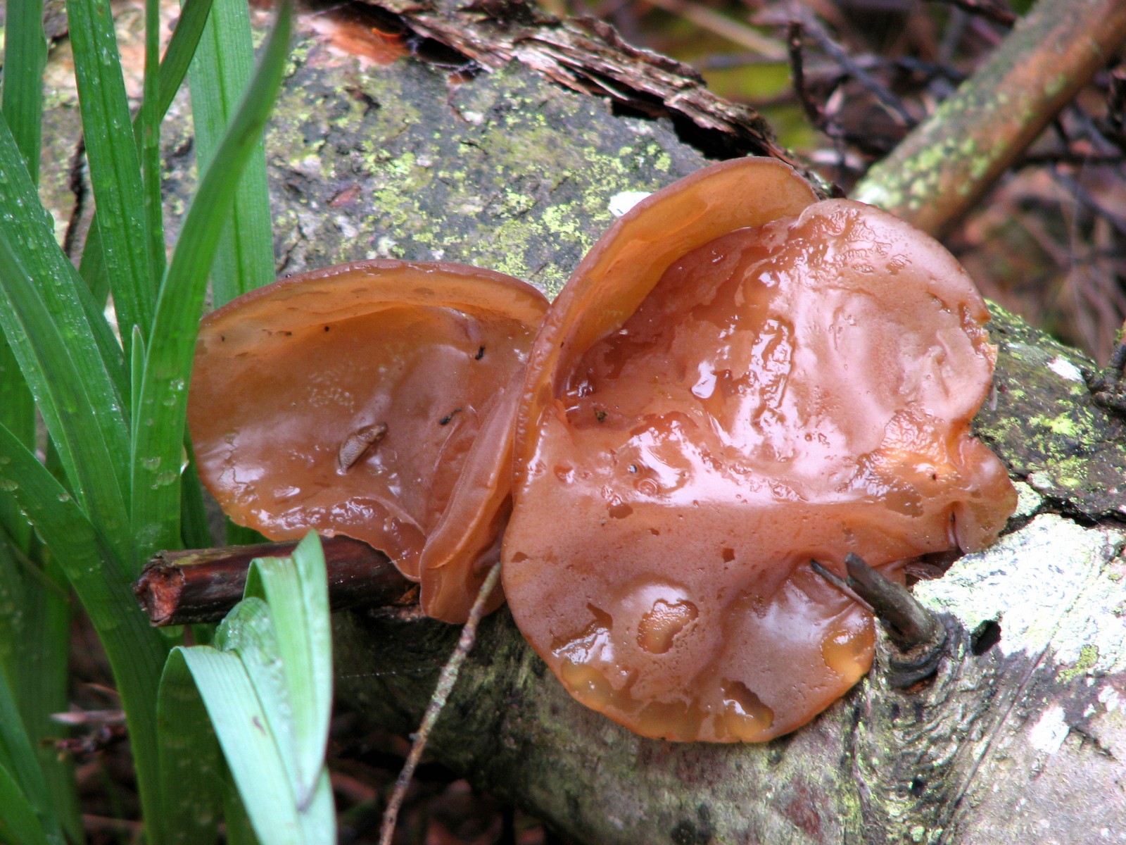 200905281256084 Wood Ear or Cloud Ear Mushroom aka Judas' Ear Fungus (Auricularia auricula-judae)brown jelly fungus - Misery Bay NP, Manitoulin Island.JPG