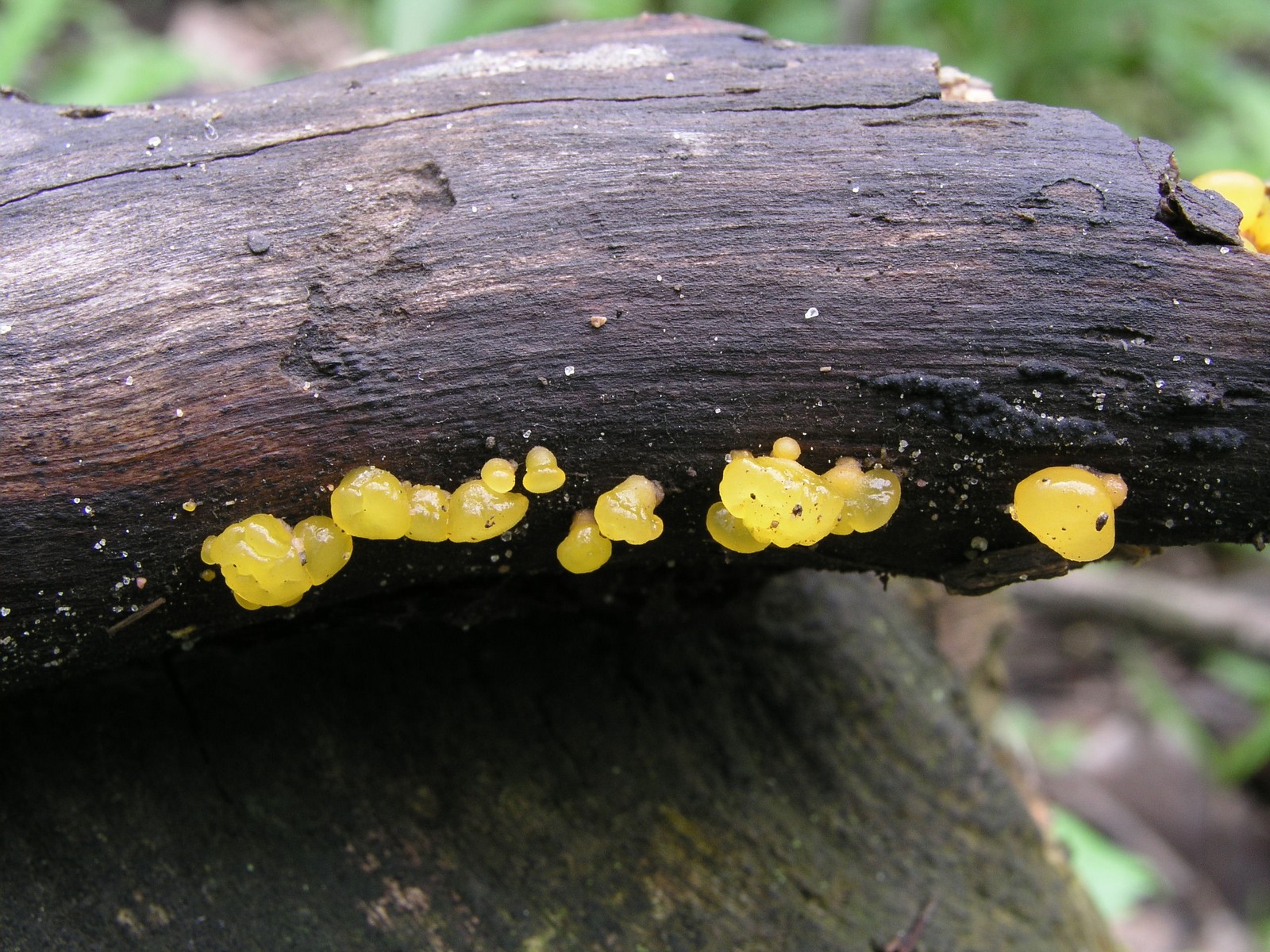 200605141115 Orange Jelly (Dacrymyces palmatus) - Oakland Co.JPG