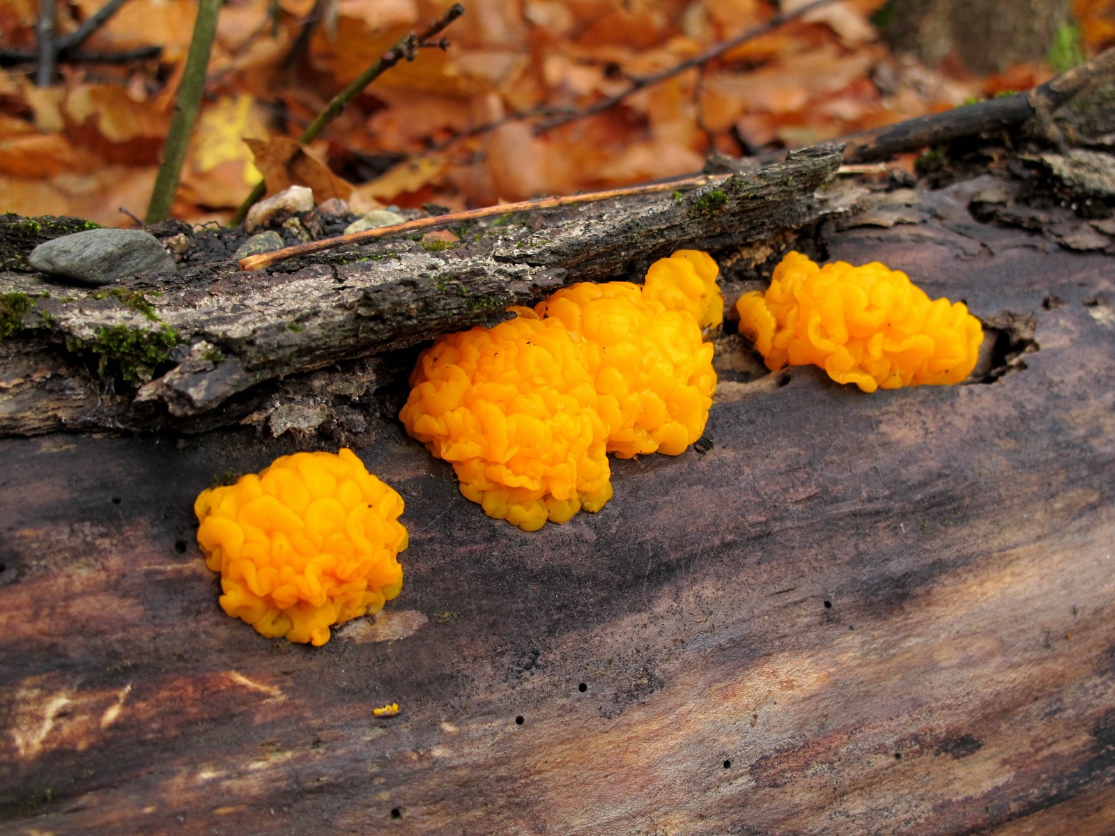 201210201022091 Orange Jelly (Dacrymyces palmatus) - Manitoulin Island.JPG