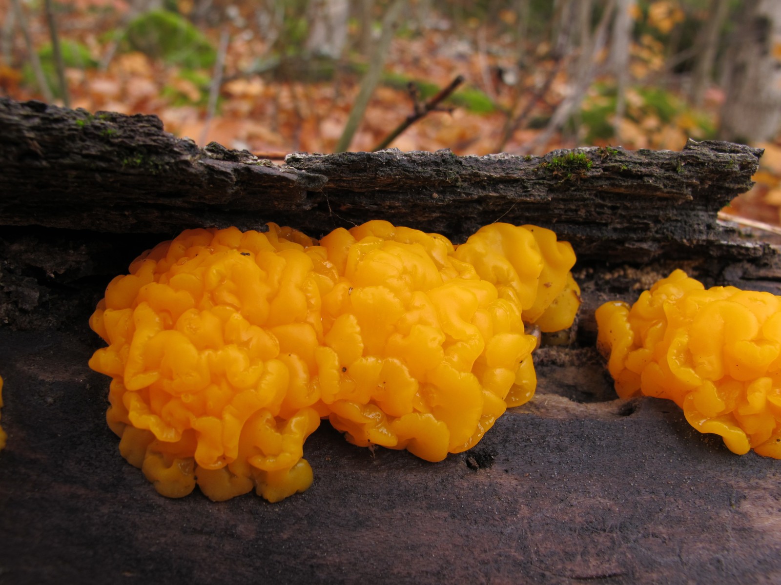 201210201023095 Orange Jelly (Dacrymyces palmatus) - Manitoulin Island.JPG