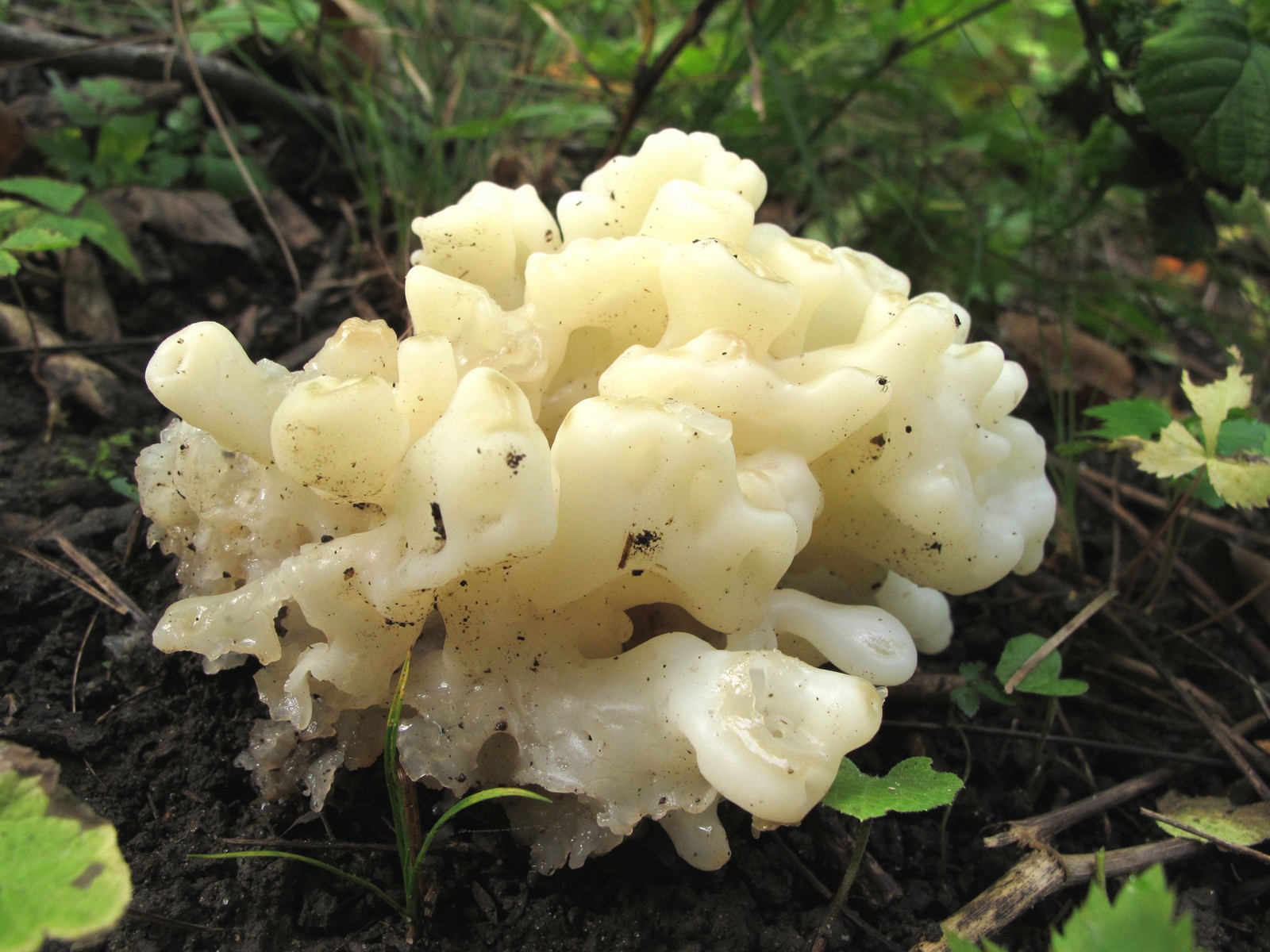 201109251225039 White Coral Jelly Fungus (Tremella reticulata) - Bald Mountain RA, Oakland Co, MI.JPG