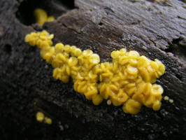 Jelly Fungus/Yellow Brain Fungus/200610223204 Yellow Brain Fungus (Tremella mesenterica) - Isabella co.JPG