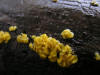 200610223209 Yellow Brain Fungus (Tremella mesenterica) - Isabella Co.JPG