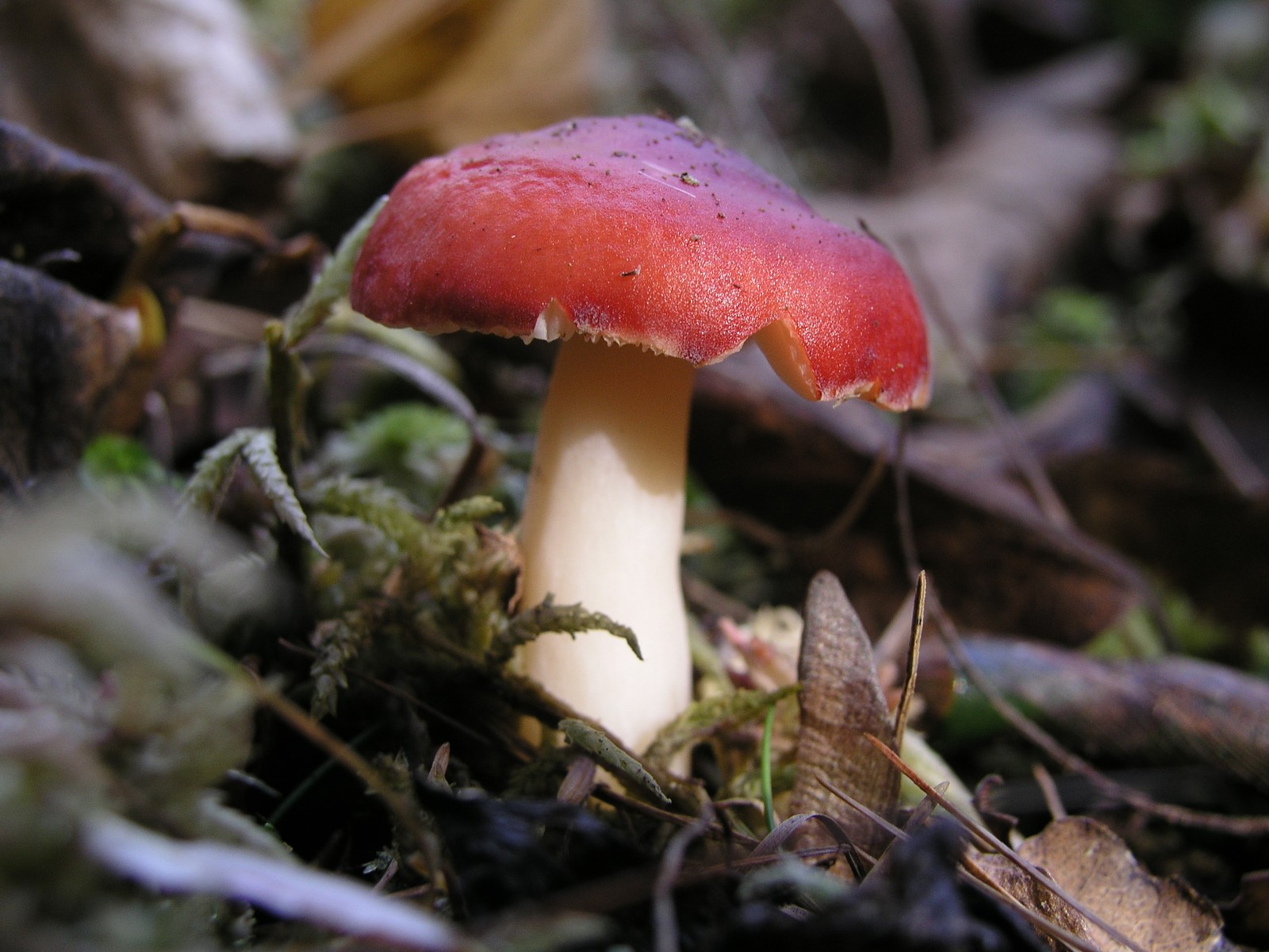 200510309926 Larch Waxcap (Hygrophorus speciosus) - Isabella Co.jpg