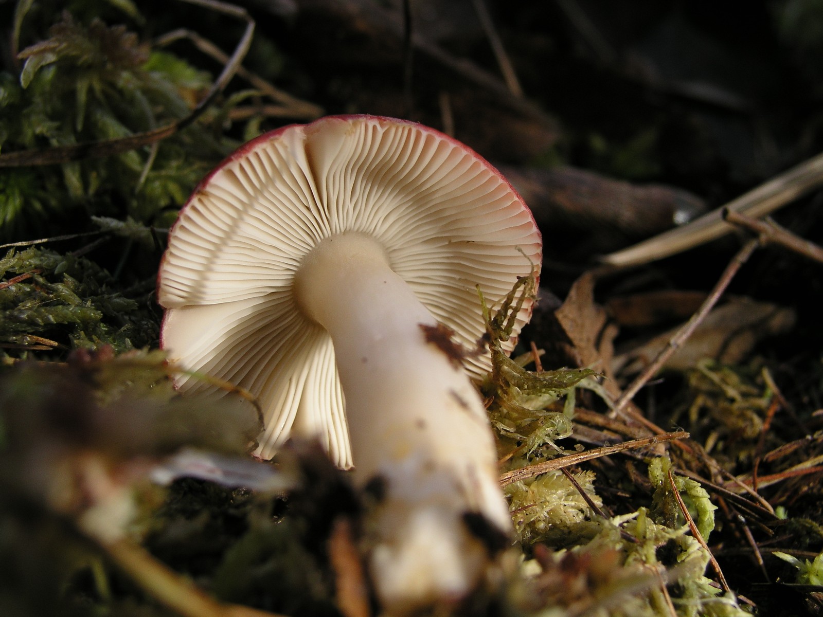 200510309929 Larch Waxcap (Hygrophorus speciosus) - Isabella Co.jpg