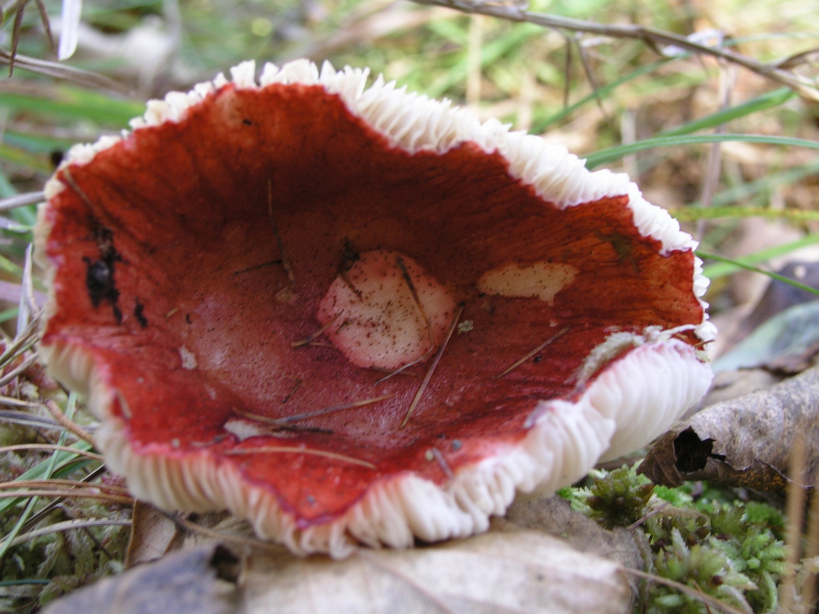 200510309932 Larch Waxcap (Hygrophorus speciosus) - Isabella Co.jpg