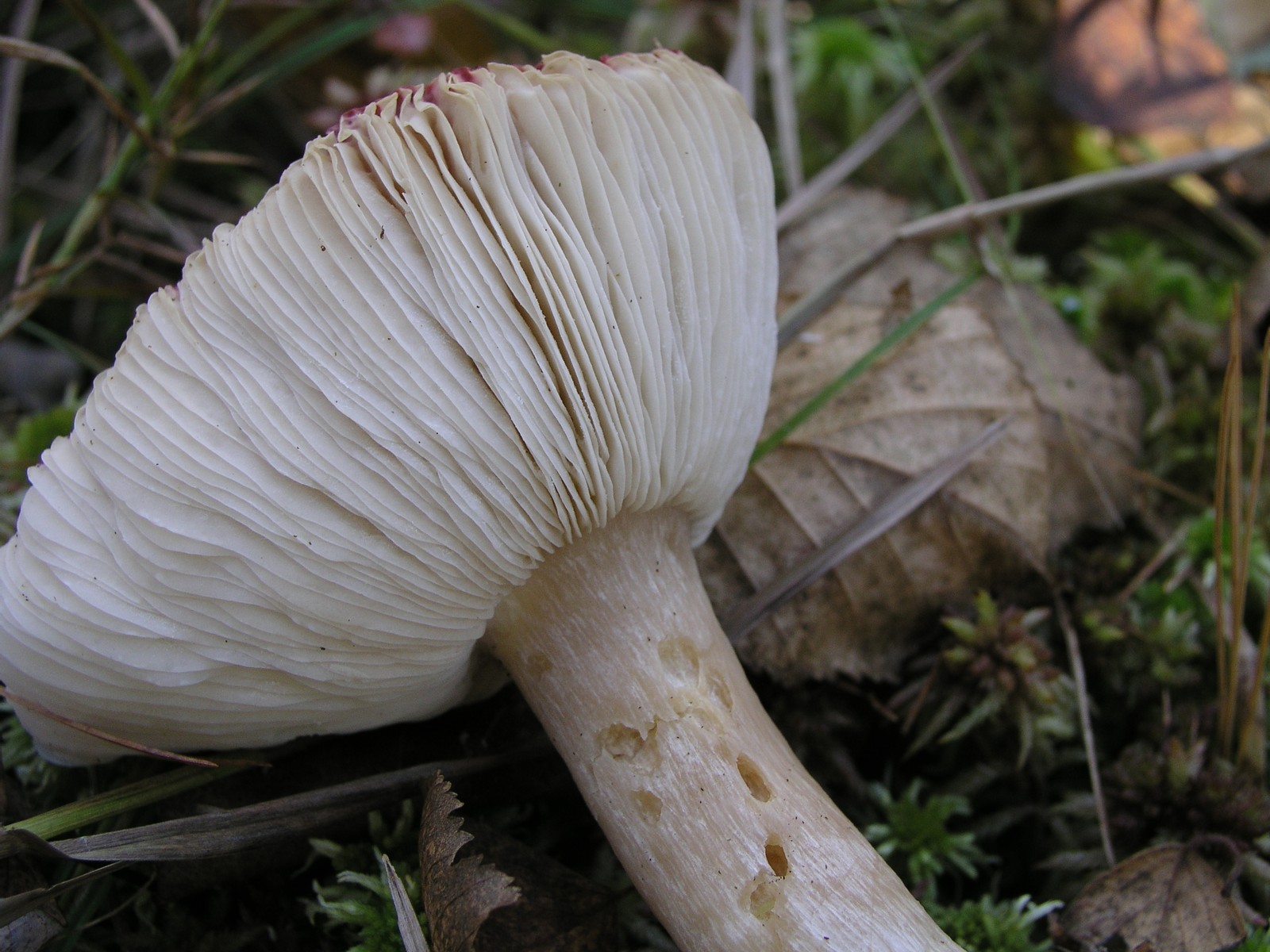 200510309934 Larch Waxcap (Hygrophorus speciosus) - Isabella Co.jpg