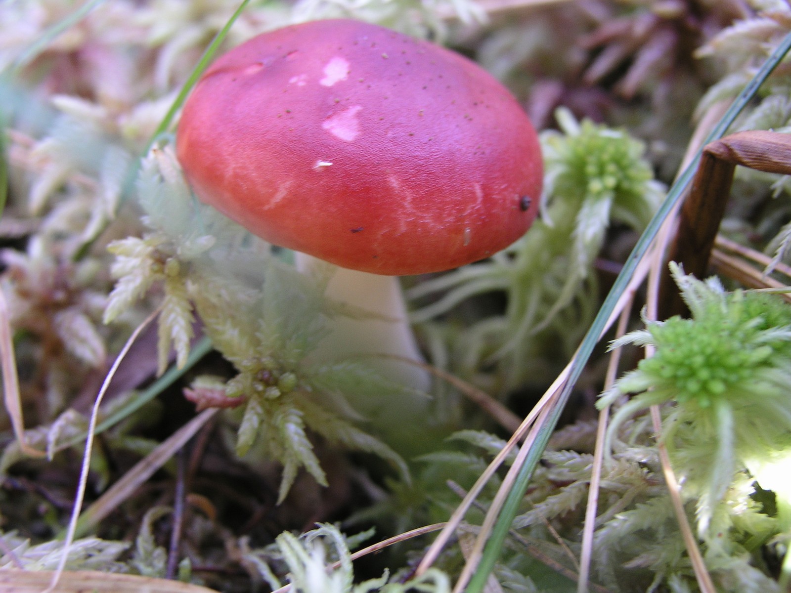 200510309935 Larch Waxcap (Hygrophorus speciosus) - Isabella Co.jpg