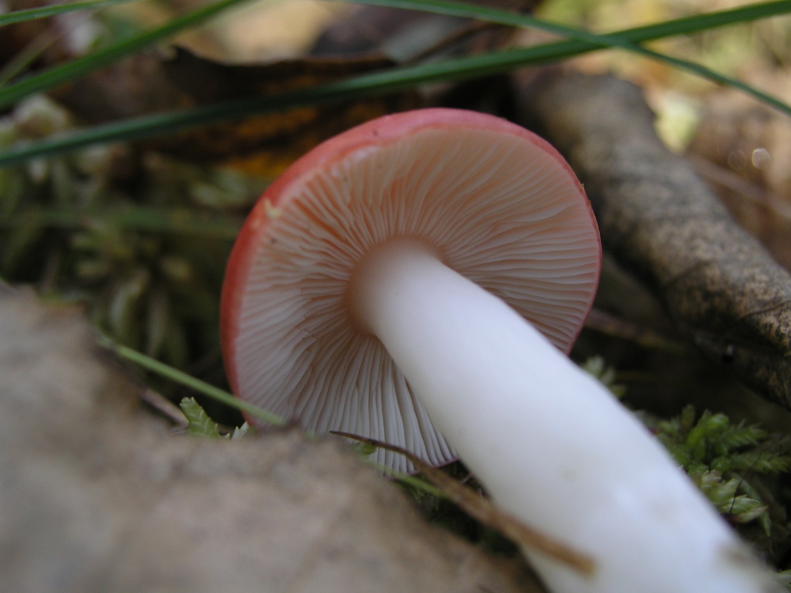 200510309936 Larch Waxcap (Hygrophorus speciosus) - Isabella Co.jpg