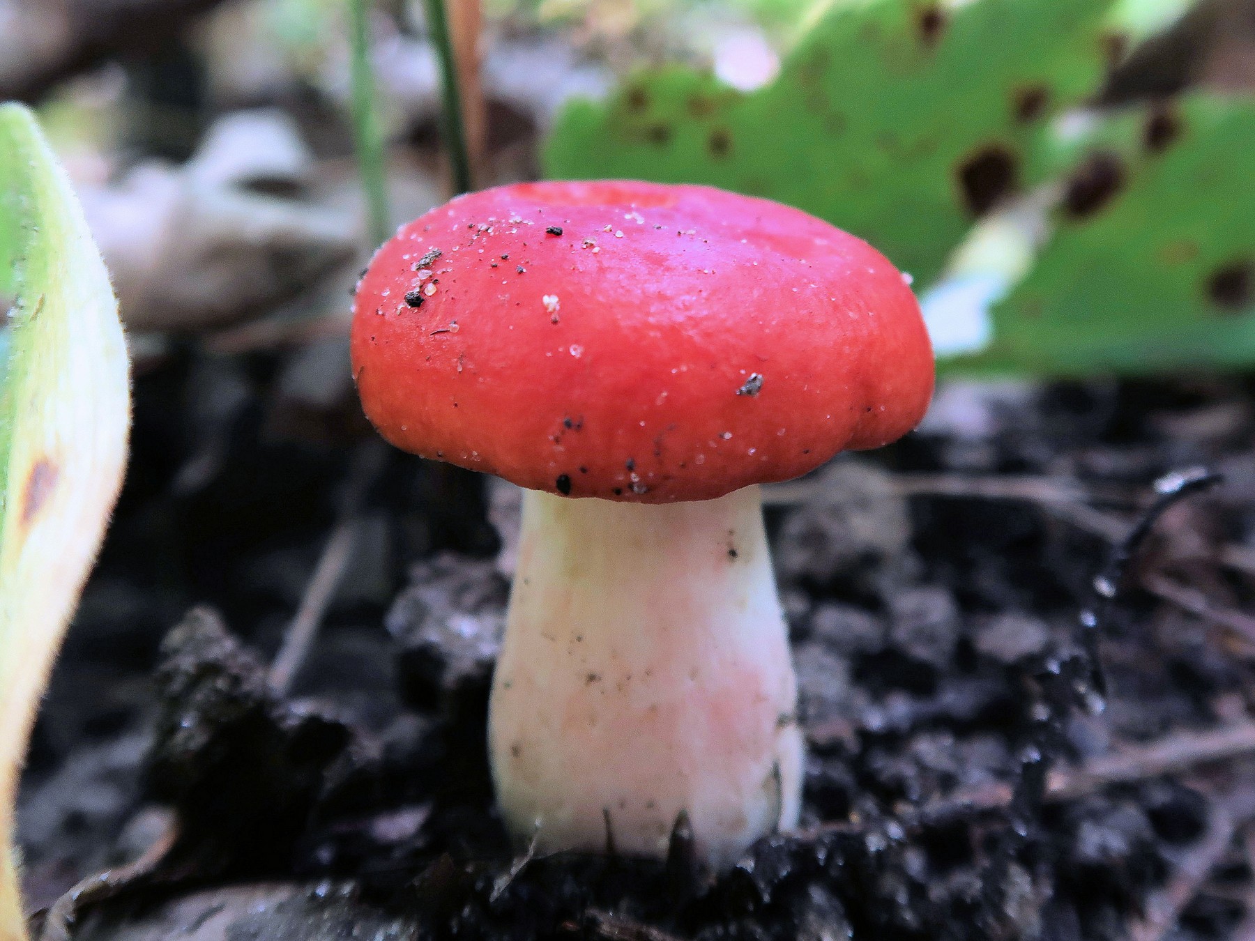 201909231240005 Larch Waxcap (Hygrophorus speciosus) mushroom - Bald Mountain RA, Oakland Co, MI.JPG