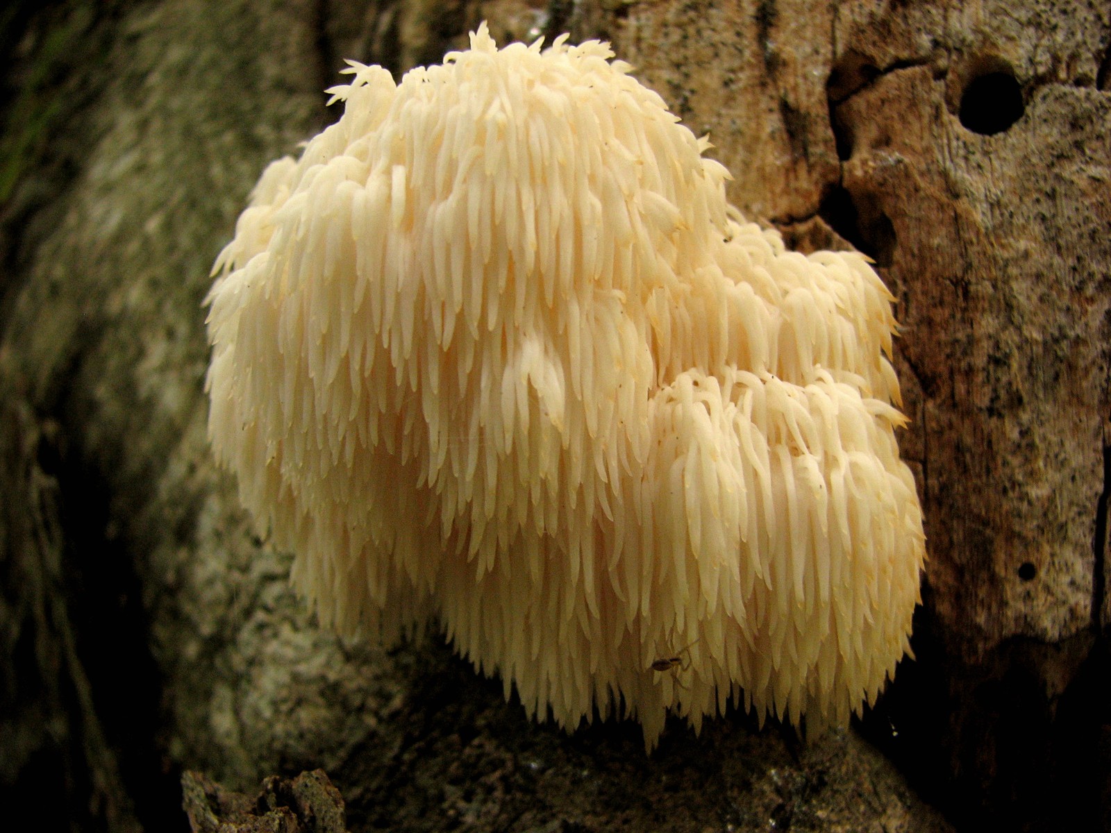 20091010163438 Lion's Mane (Hericium erinaceus) tooth fungi - Bald Mountain RA, Oakland Co.JPG