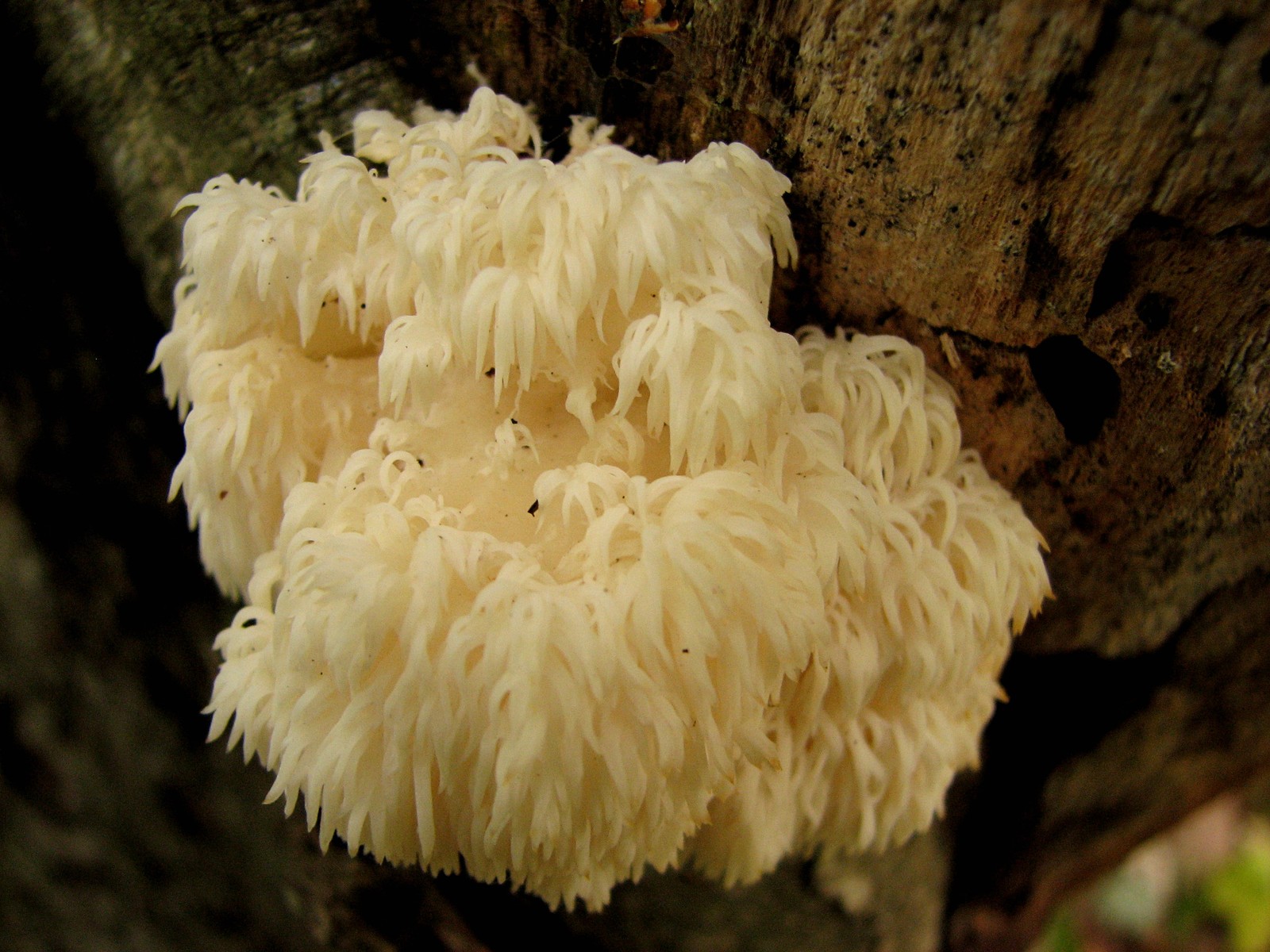 20091010163440 Lion's Mane (Hericium erinaceus) tooth fungi - Bald Mountain RA, Oakland Co.JPG