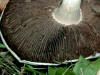 200310110038 Meadow Mushroom (Agaricus campestris).JPG