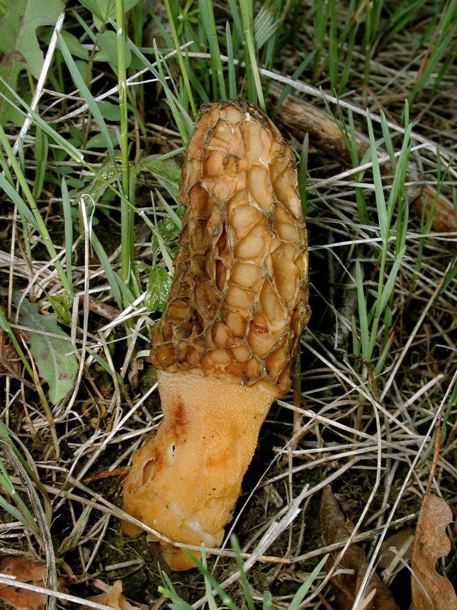 200305250377 Yellow Morel Mushrooms (Morchella L.) - Mt Pleasant.JPG