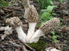 200305270003 Yellow Morel Mushrooms (Morchella L.) - Rochester.jpg