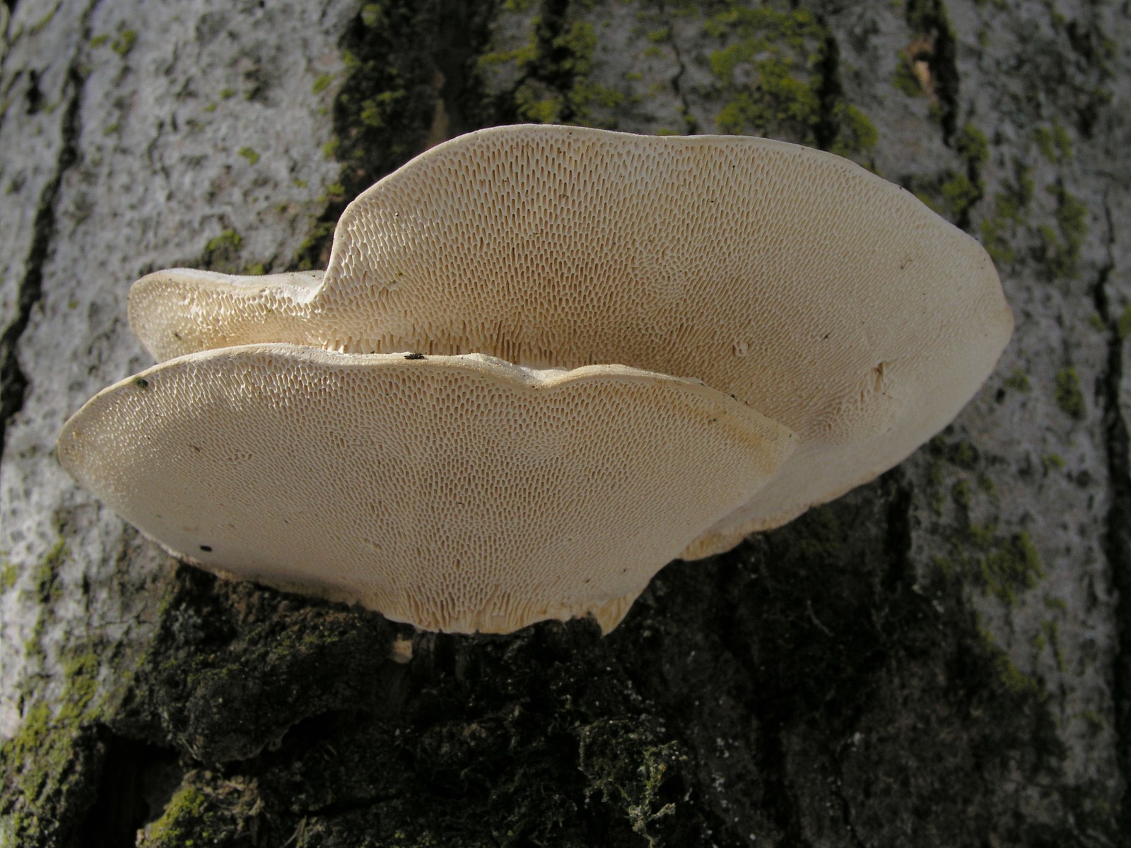 200601220246 Bracket Fungi (Oxyporus populinus) - Isabella Co.JPG