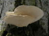 200601220246 Mossy Maple Polypore (Oxyporus populinus) - Isabella Co.JPG