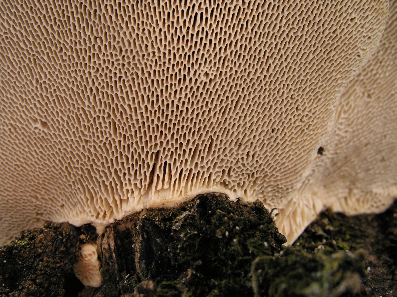 200601220251 Bracket Fungi (Oxyporus populinus) - Isabella Co.JPG
