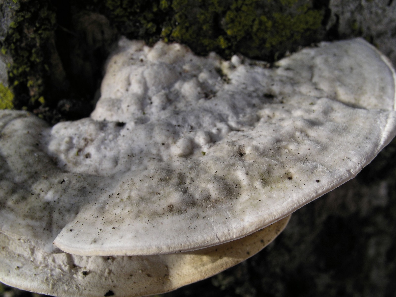200601220254 Bracket Fungi (Oxyporus populinus) - Isabella Co.JPG