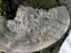 200601220257 Mossy Maple Polypore (Oxyporus populinus) - Isabella Co.JPG