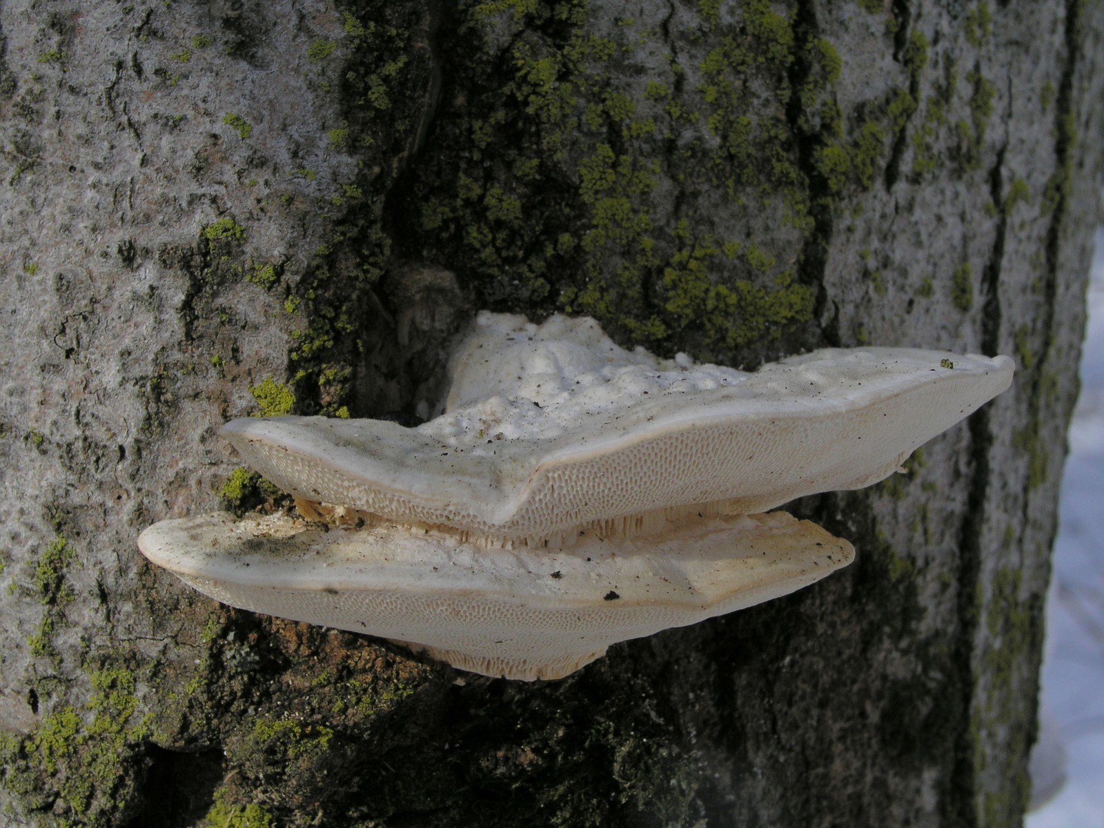 200601220261 Bracket Fungi (Oxyporus populinus) - Isabella Co.JPG