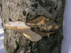 200601220264 Mossy Maple Polypore (Oxyporus populinus) - Isabella Co.JPG