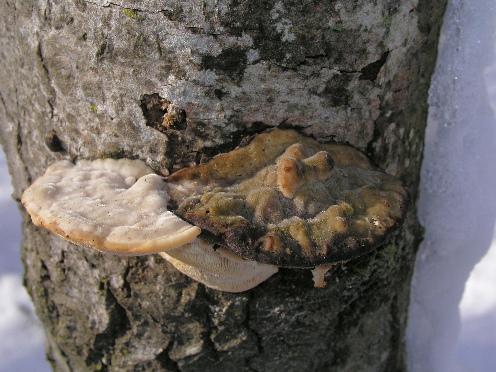 200601220265 Bracket Fungi (Oxyporus populinus) - Isabella Co.JPG