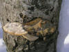 200601220265 Mossy Maple Polypore (Oxyporus populinus) - Isabella Co.JPG