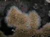 200601020131 Ochre Fungus (maybe Poria L.) - Oakland Co.JPG