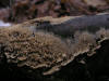 200601020134 Ochre Fungus (maybe Poria L.) - Oakland Co.JPG