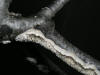 200511290710 Ochre Spreading Tooth fungi (Steccherinum ochraceum) - Oakland Co.JPG