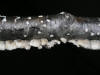 200511290718 Ochre Spreading Tooth fungi (Steccherinum ochraceum) - Oakland Co.JPG