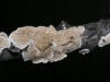 200511290719 Ochre Spreading Tooth fungi (Steccherinum ochraceum) - Oakland Co.JPG