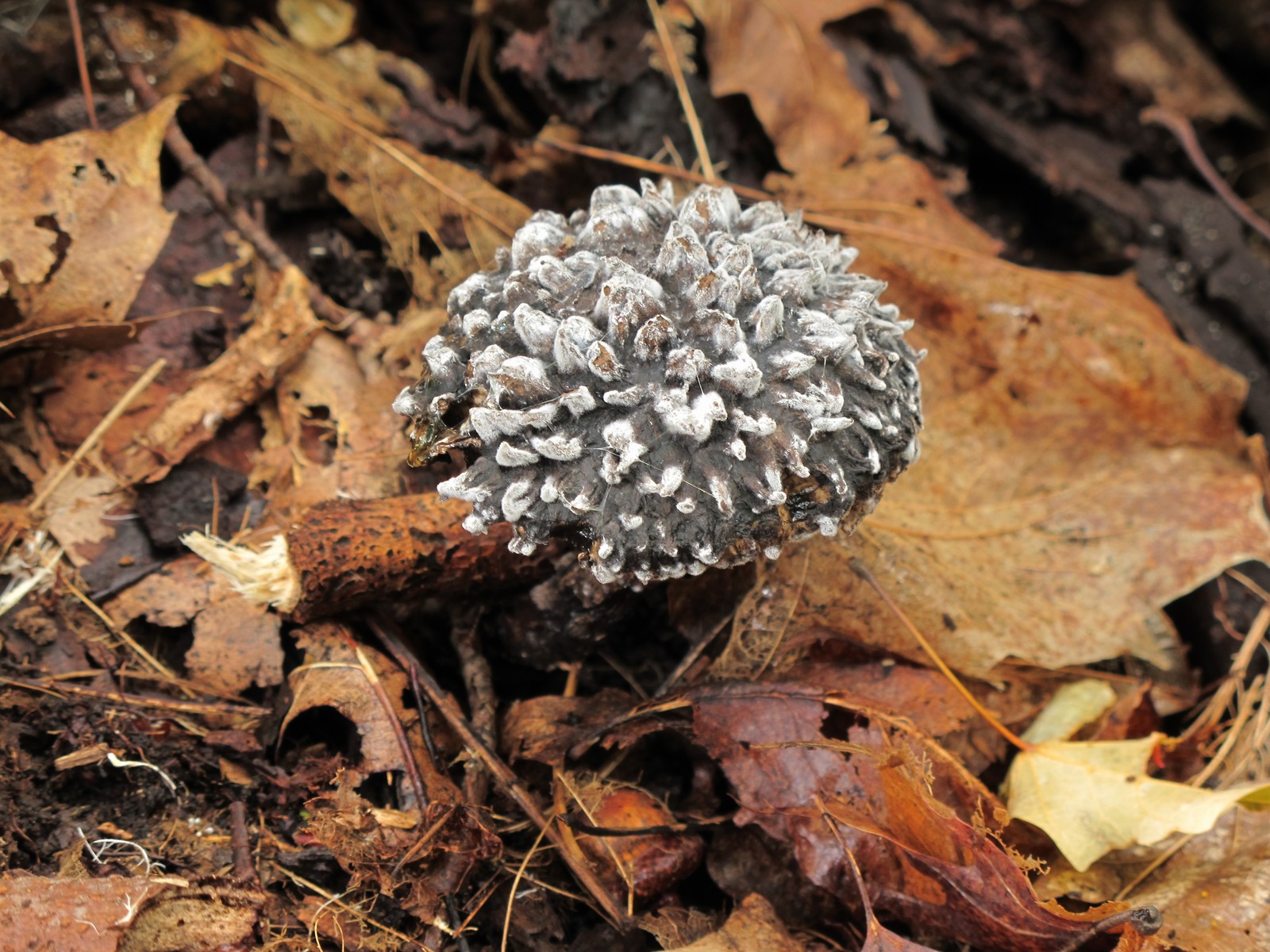 201008031336353 Old Man of the Woods (Strobilomyces strobilaceus) mushroom - Manitoulin Island.JPG