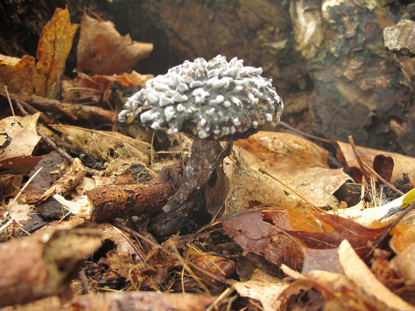 201008031337354 Old Man of the Woods (Strobilomyces strobilaceus) mushroom - Manitoulin Island.JPG