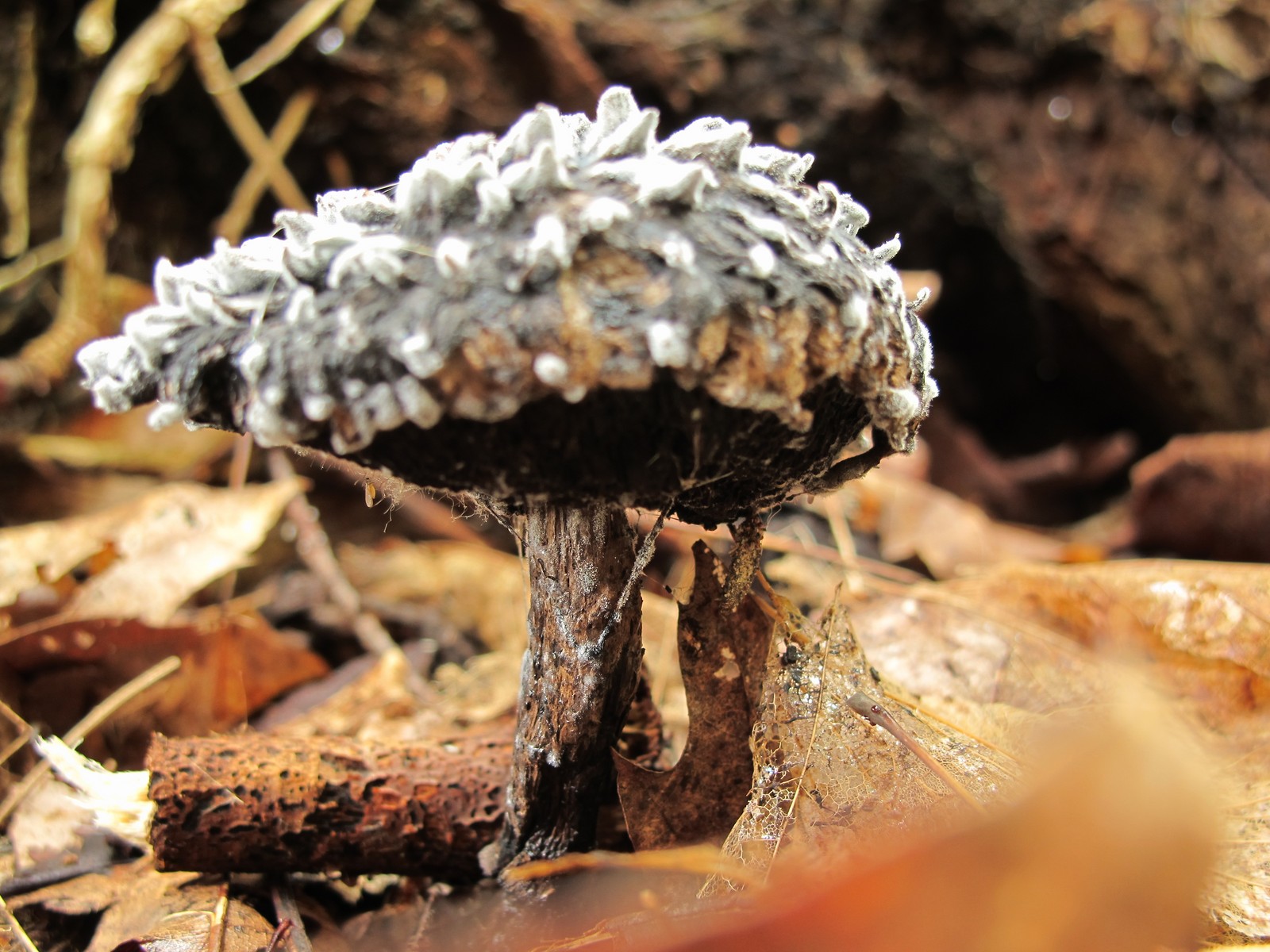 201008031337359 Old Man of the Woods (Strobilomyces strobilaceus) mushroom - Manitoulin Island.JPG