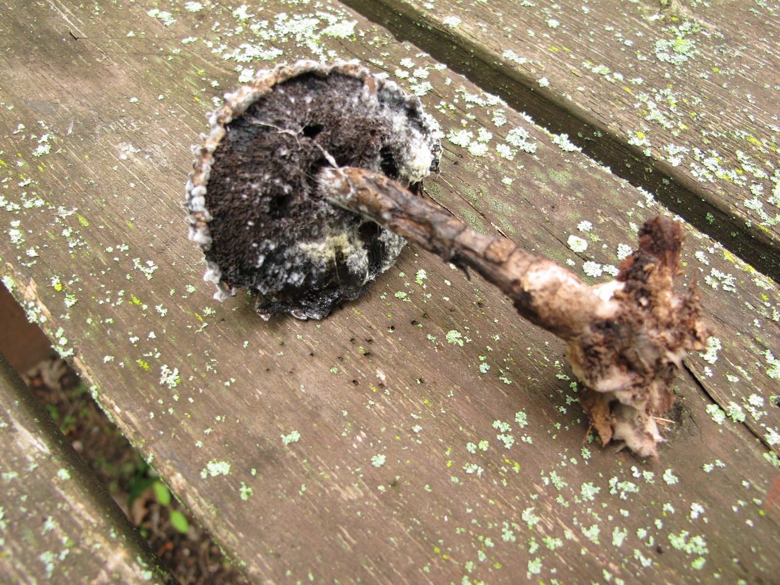 201008031552375 Old Man of the Woods (Strobilomyces strobilaceus) mushroom - Manitoulin Island.JPG