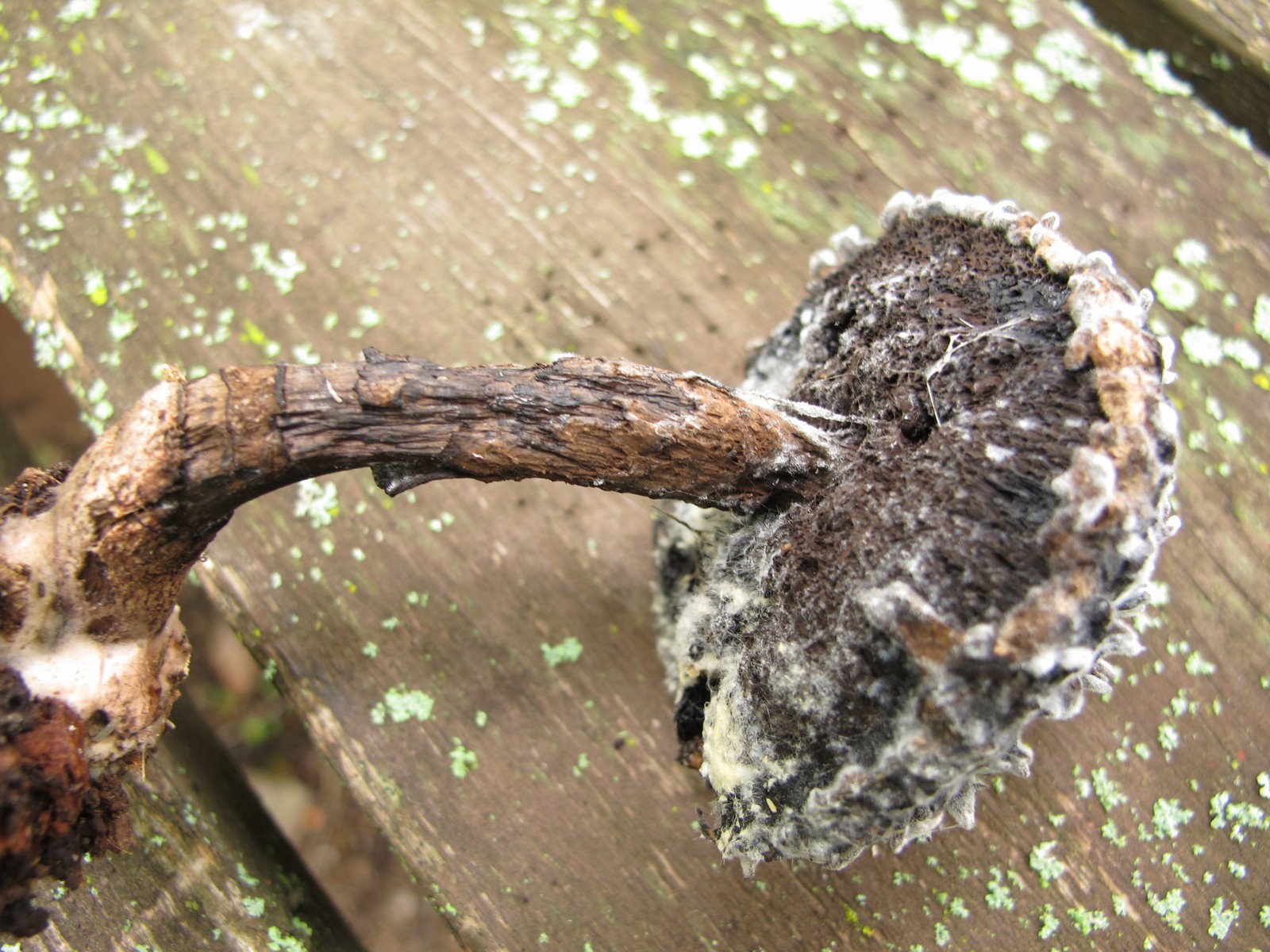 201008031552378 Old Man of the Woods (Strobilomyces strobilaceus) mushroom - Manitoulin Island.JPG