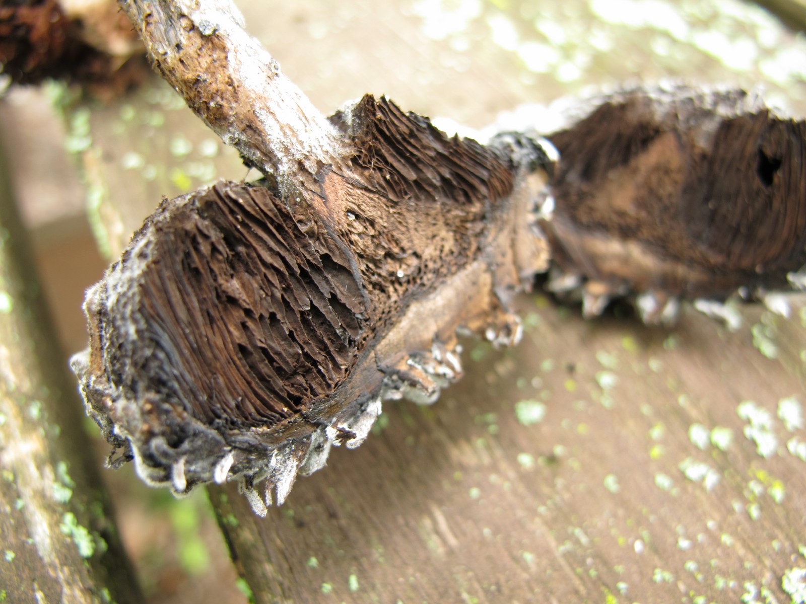 201008031552380 Old Man of the Woods (Strobilomyces strobilaceus) mushroom - Manitoulin Island.JPG