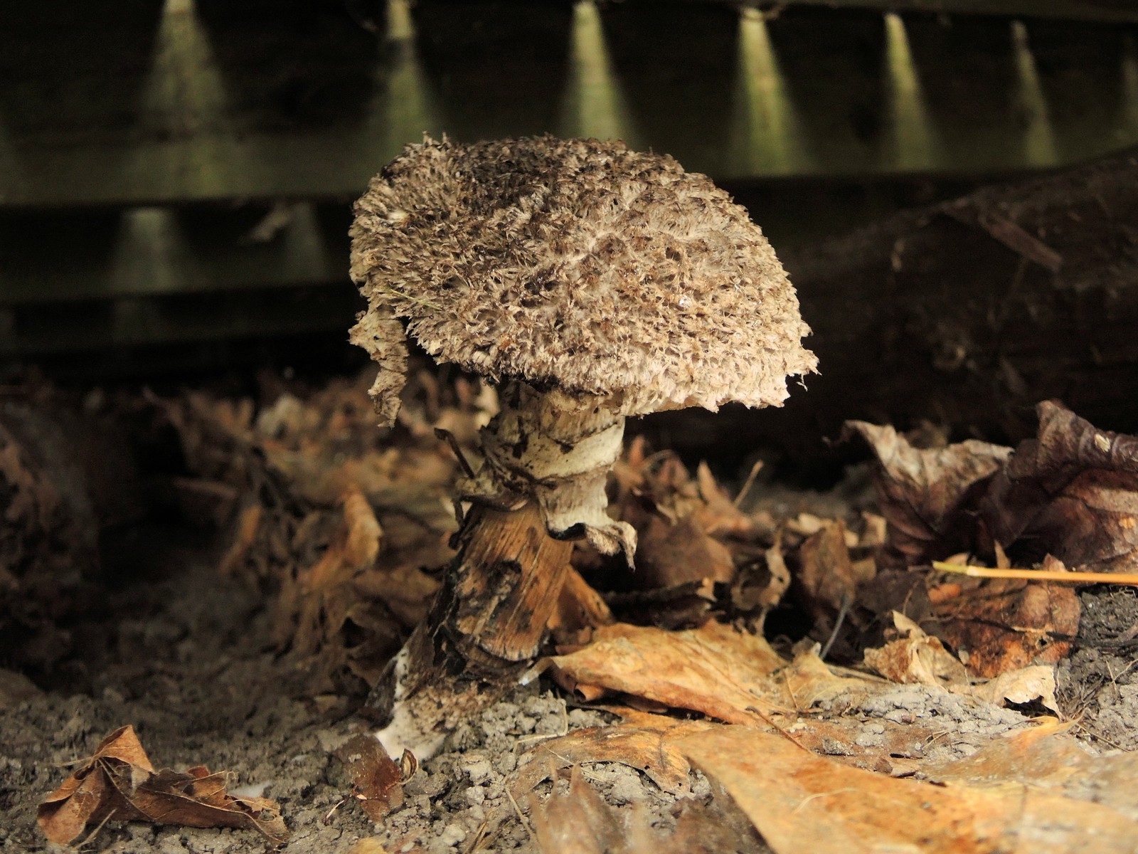 201308011004015 Old Man of the Woods (Strobilomyces strobilaceus) mushroom - Manitoulin island.JPG