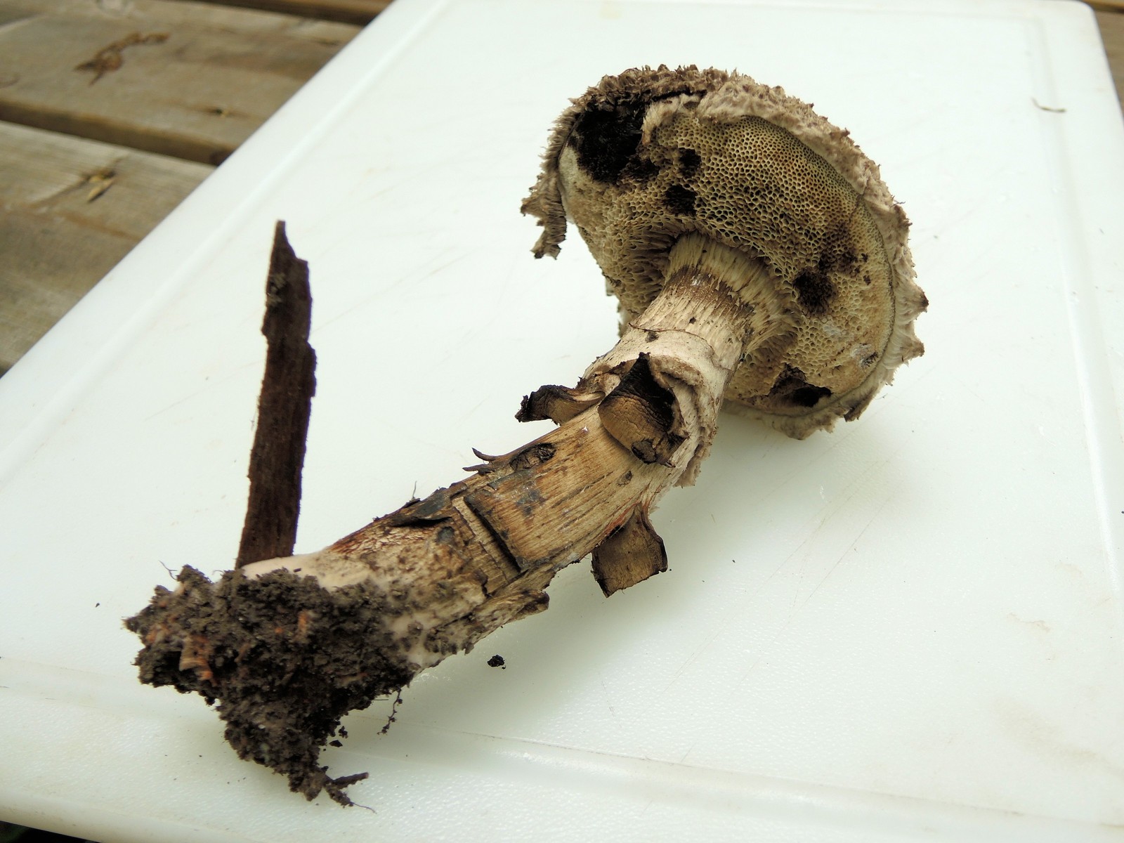 201308011005019 Old Man of the Woods (Strobilomyces strobilaceus) mushroom - Manitoulin island.JPG